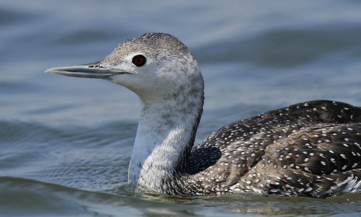 Red-throated Loon - ML620064755