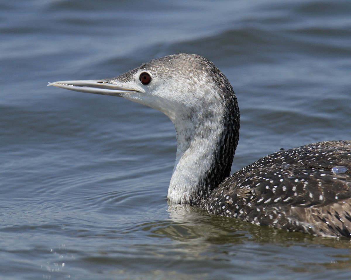Red-throated Loon - ML620064756