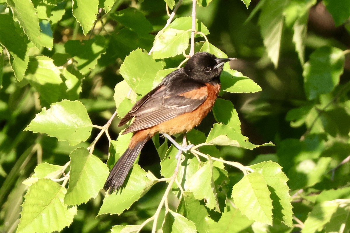 Orchard Oriole - ML620064792