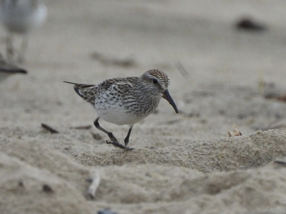 White-rumped Sandpiper - ML620064810