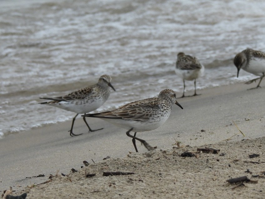 Weißbürzel-Strandläufer - ML620064812