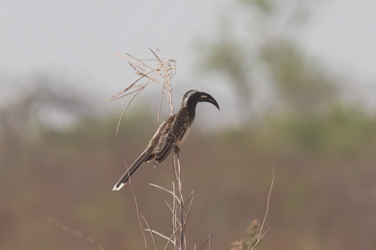 African Gray Hornbill - ML620064823