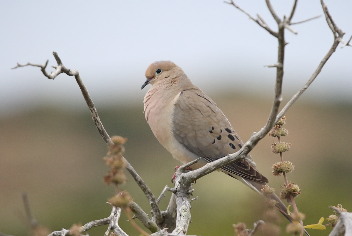 Mourning Dove - ML620064834