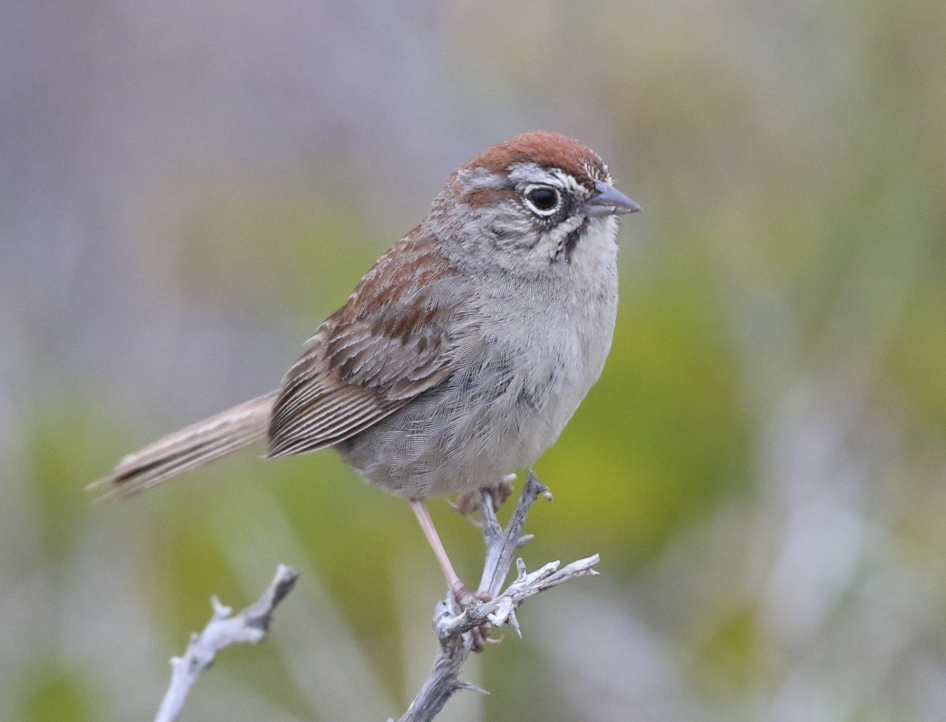Rufous-crowned Sparrow - ML620064836