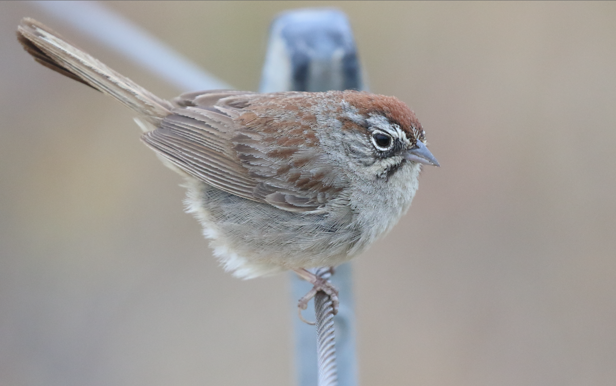 Rufous-crowned Sparrow - C. Jackson