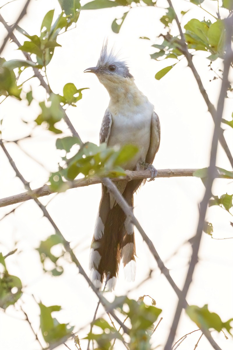 Great Spotted Cuckoo - ML620064846