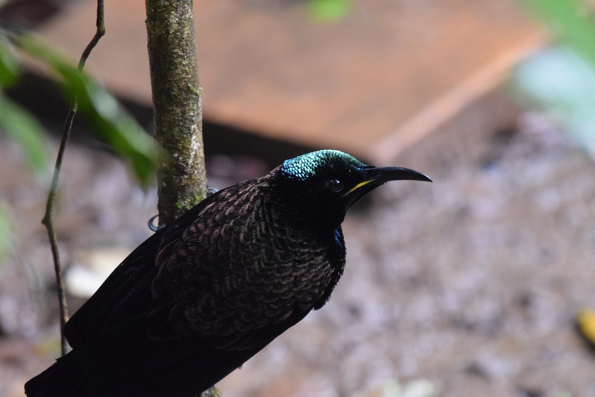 Victoria's Riflebird - ML620064858