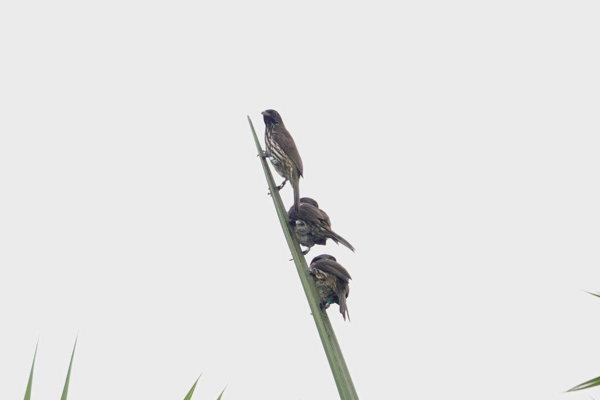 Dominik Palmiyekuşu - ML620064861