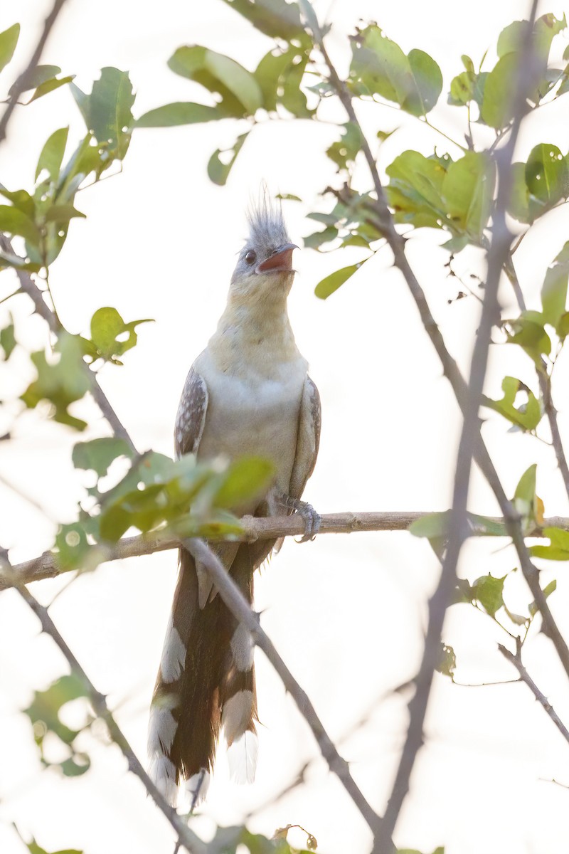 Great Spotted Cuckoo - ML620064865