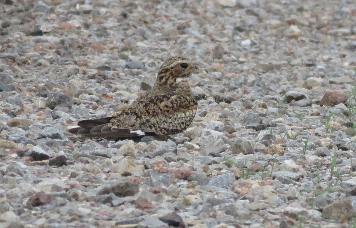 Common Nighthawk - ML620064867