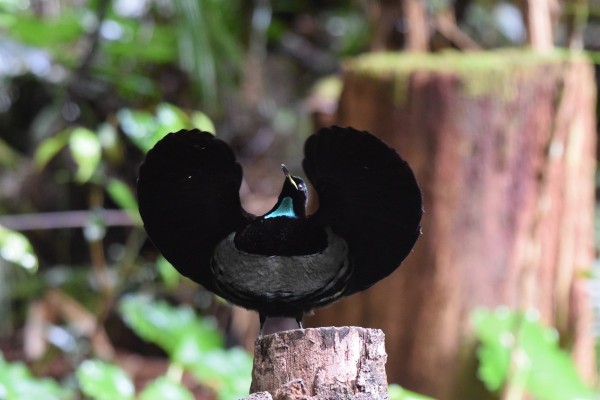 Victoria's Riflebird - ML620064869