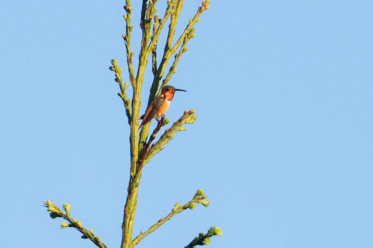 rødmaskekolibri - ML620064870