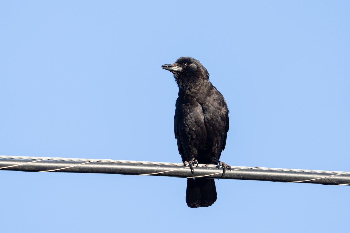 American Crow - ML620064876