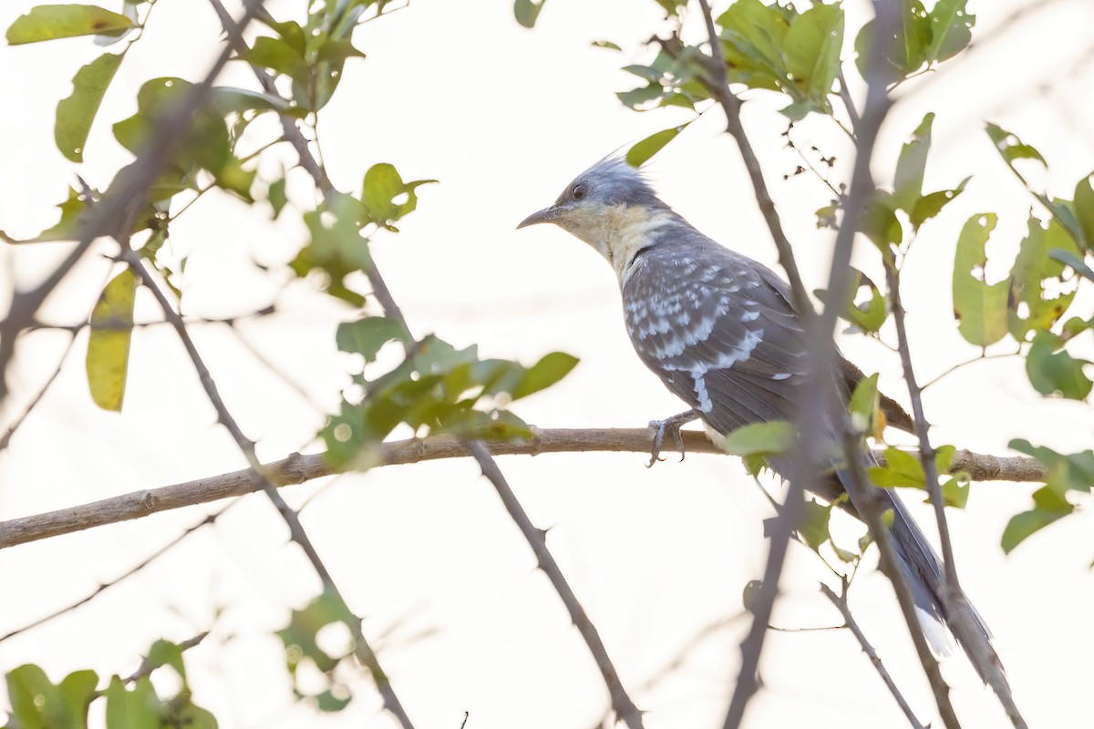 Great Spotted Cuckoo - ML620064881
