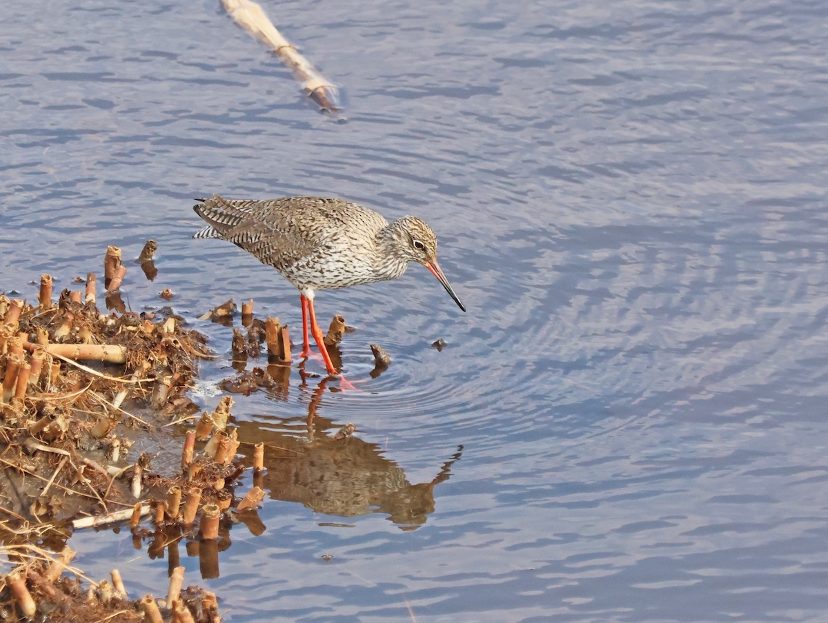 Common Redshank - ML620064904