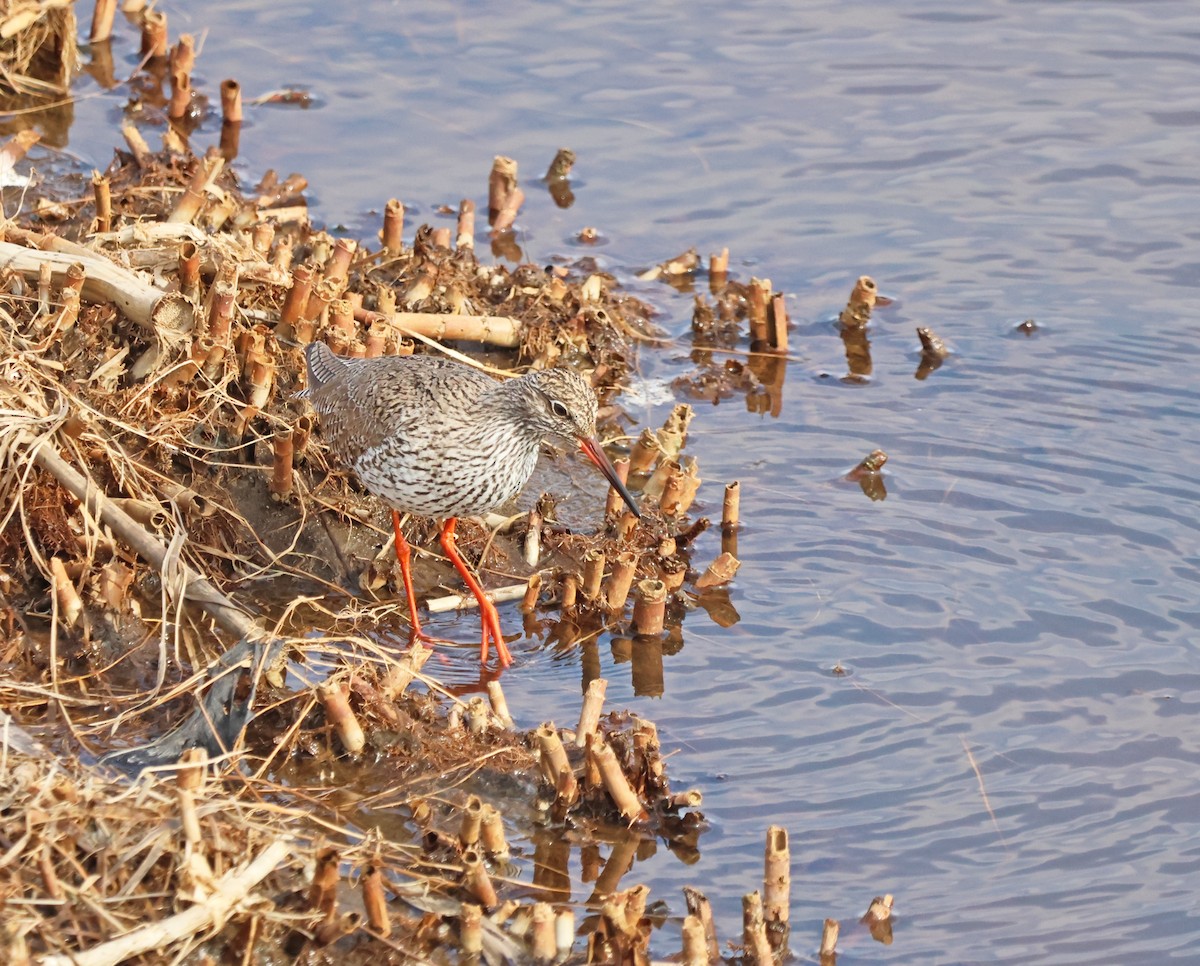 Common Redshank - ML620064906