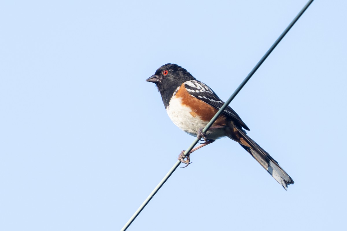 Spotted Towhee - ML620064919