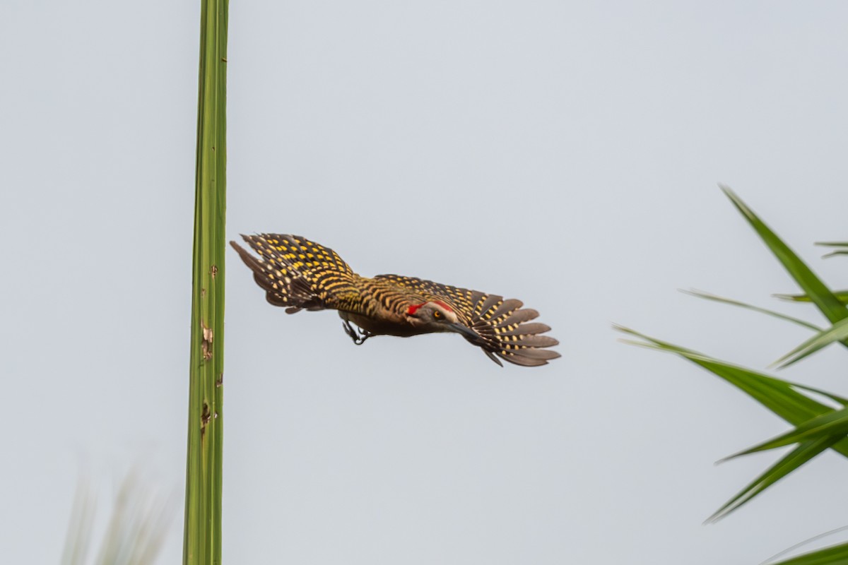 Hispaniolan Woodpecker - ML620064924