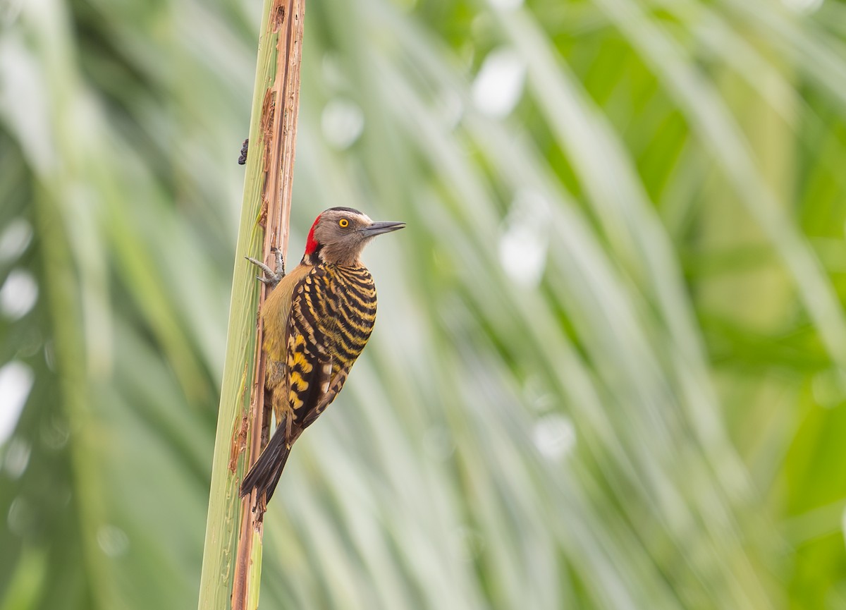 Hispaniolan Woodpecker - ML620064925