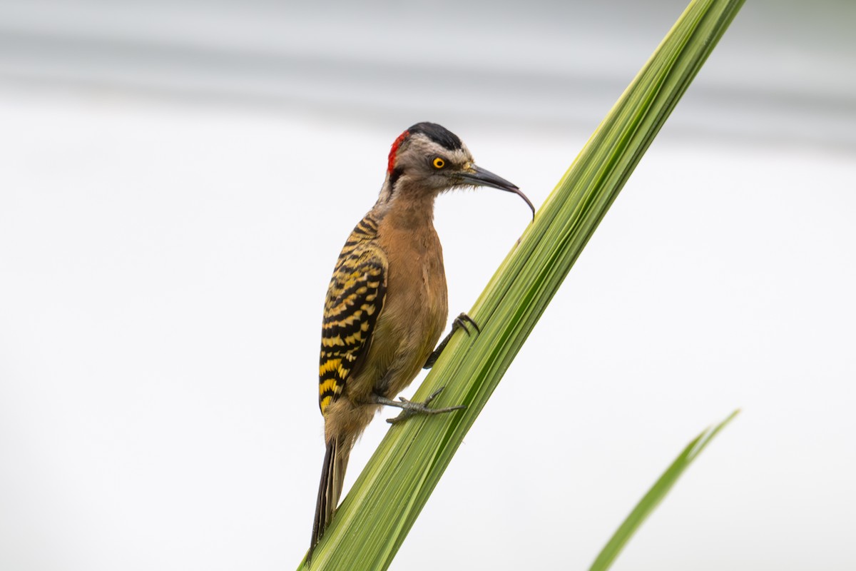 Hispaniolan Woodpecker - ML620064926