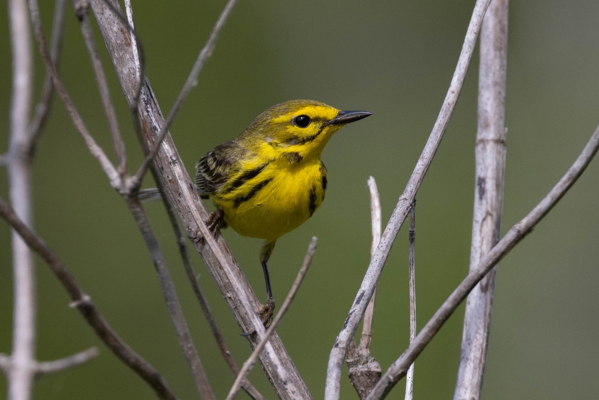 Prairie Warbler - ML620064939