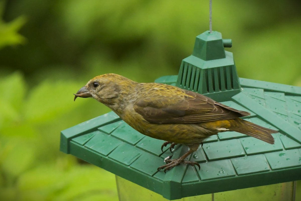 Red Crossbill - ML620064945