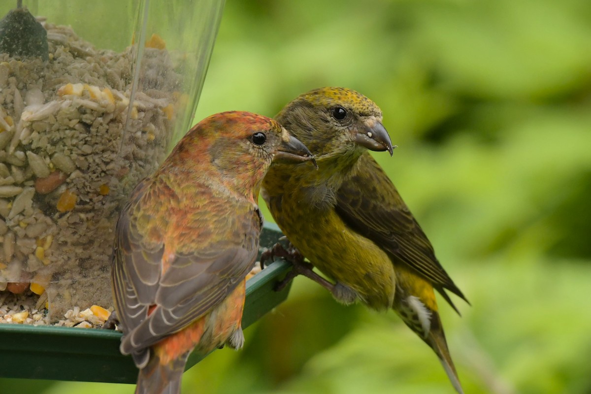 Red Crossbill - ML620064946