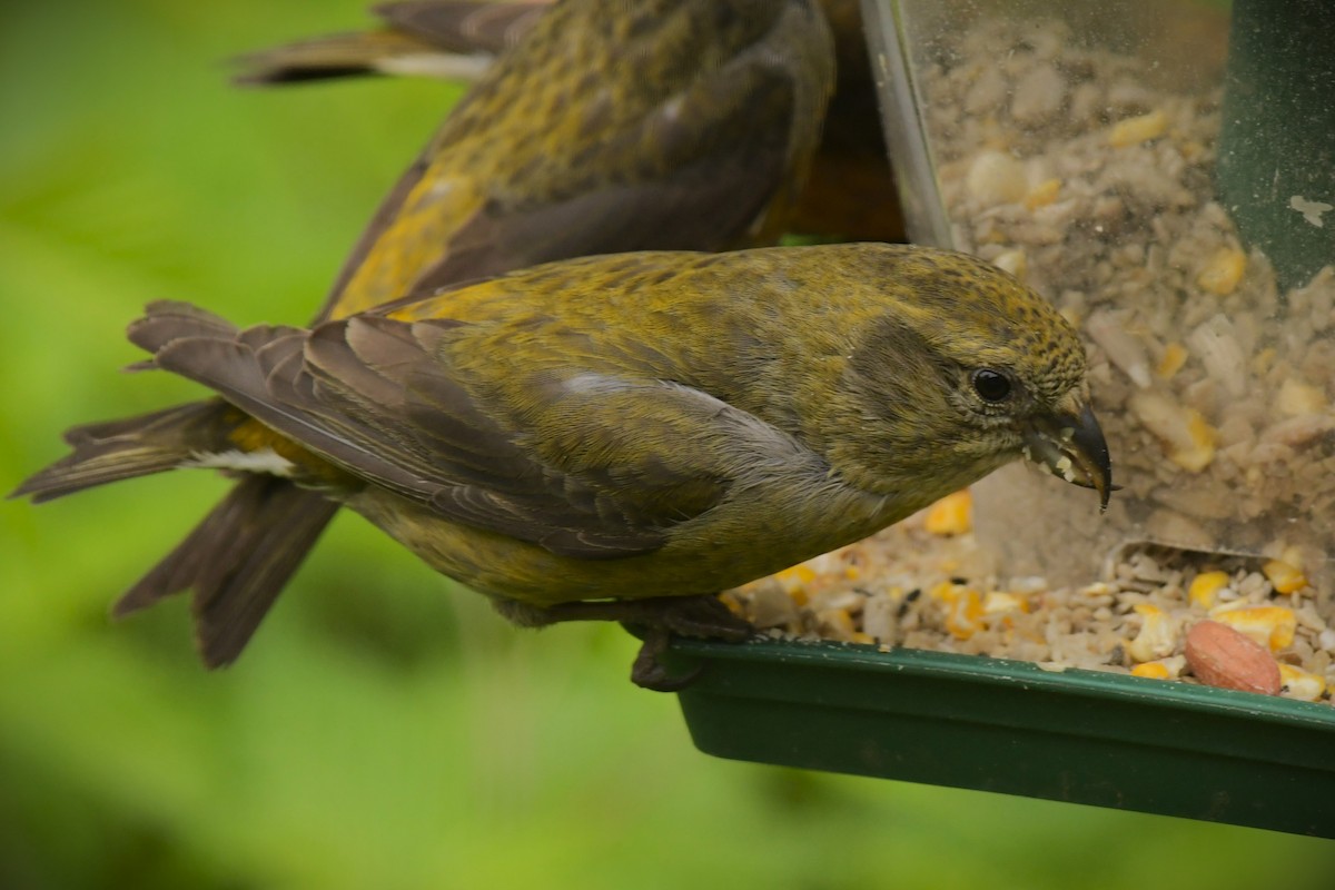 Red Crossbill - ML620064947