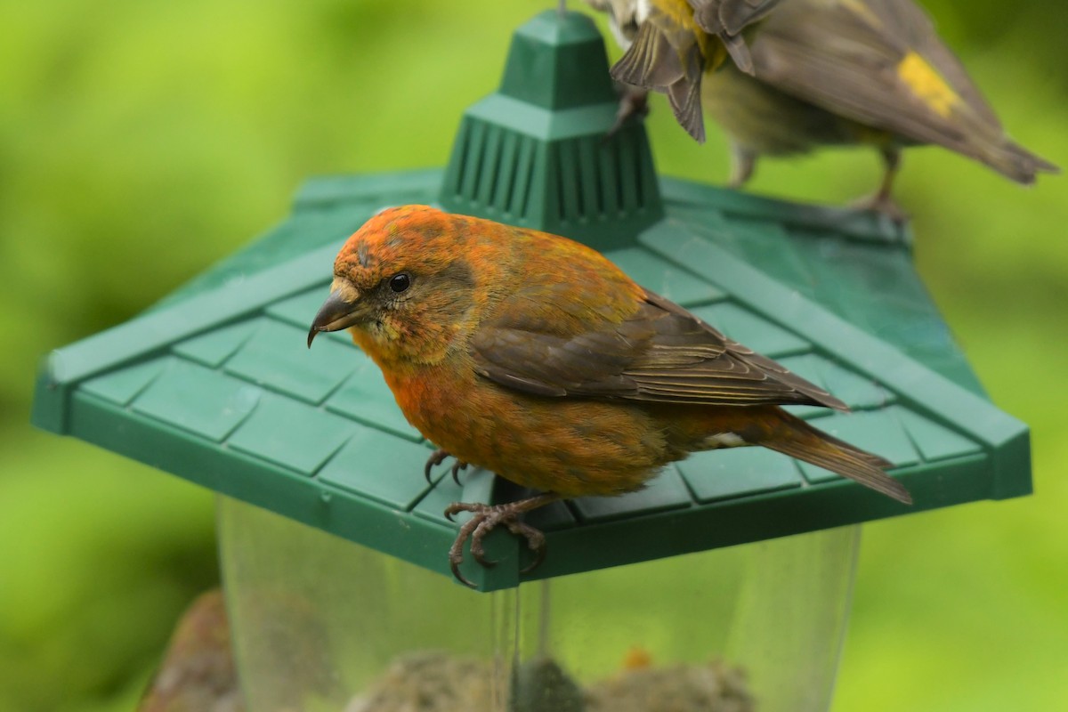 Red Crossbill - ML620064948