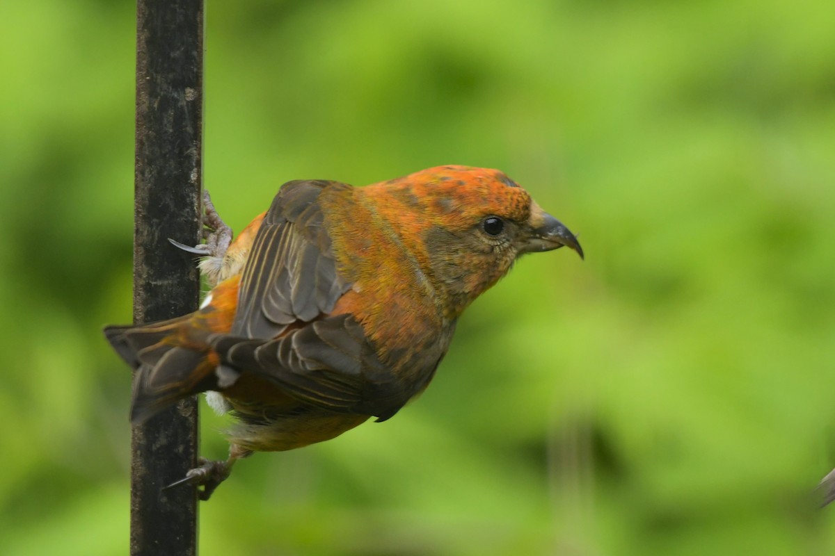 Red Crossbill - ML620064951