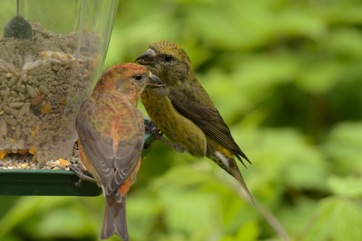 Red Crossbill - ML620064952