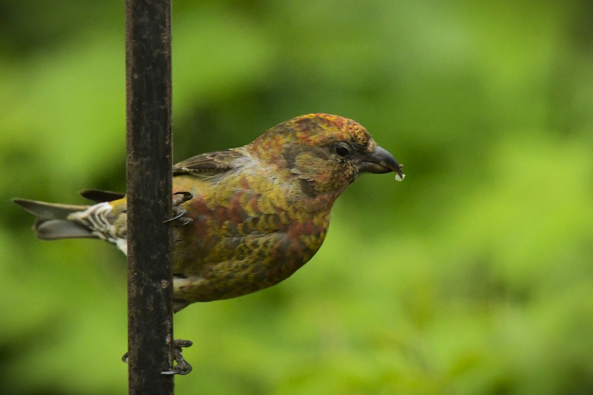 Red Crossbill - ML620064953