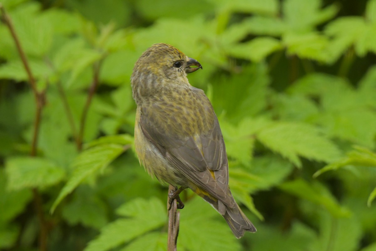 Red Crossbill - ML620064956