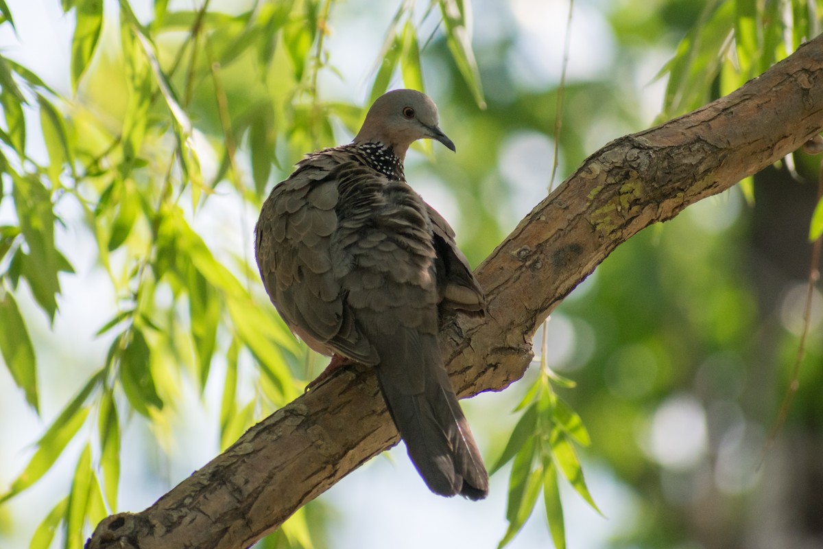Spotted Dove - ML620064978