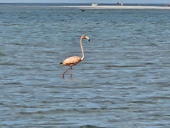 American Flamingo - ML620064981