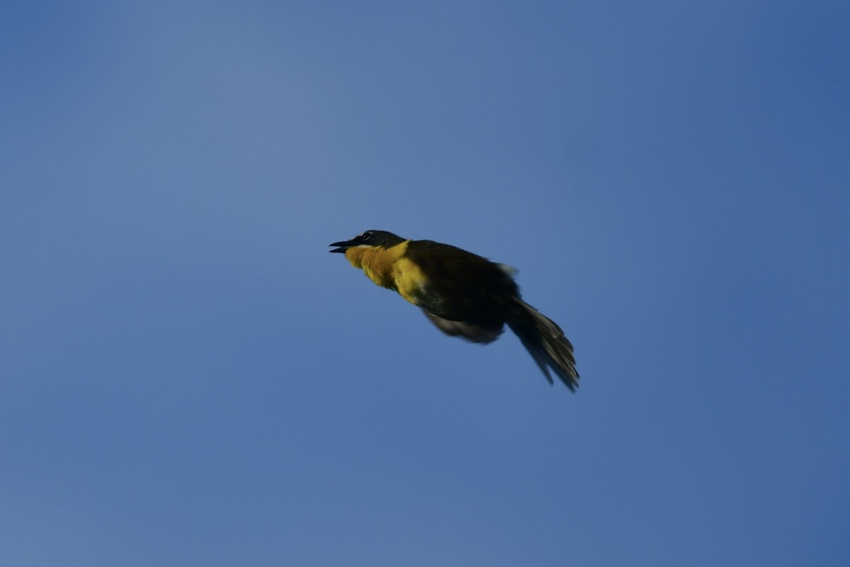 Yellow-breasted Chat - ML620064993