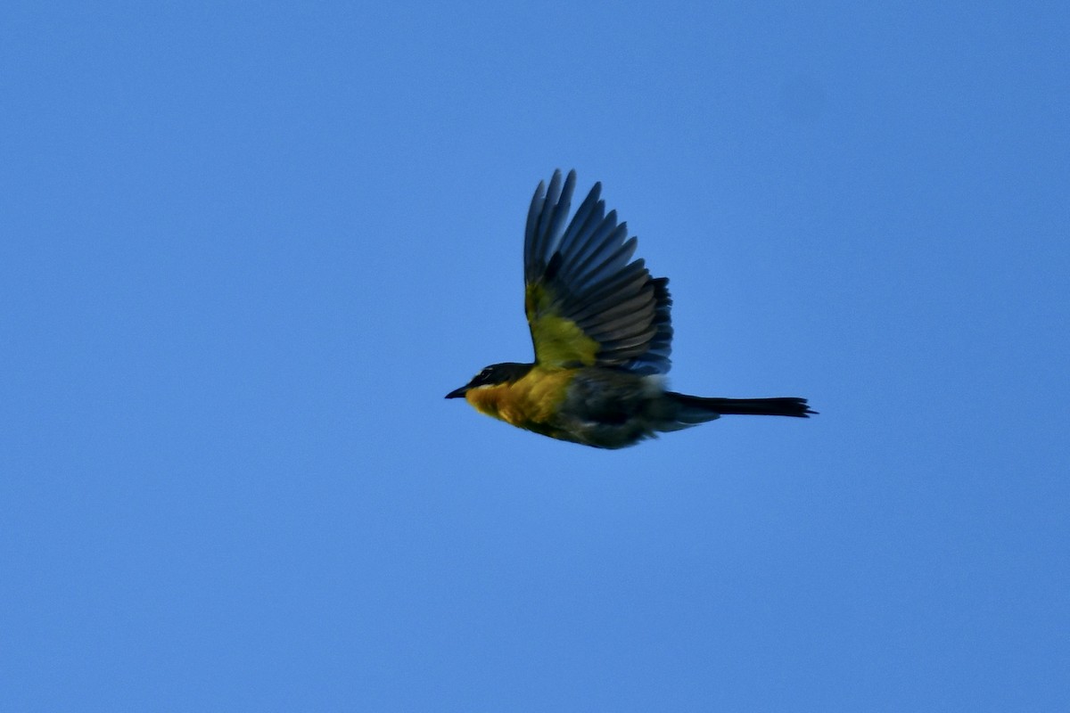Yellow-breasted Chat - ML620064994
