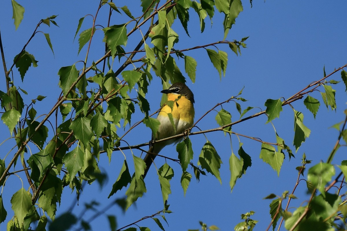 Yellow-breasted Chat - ML620064995