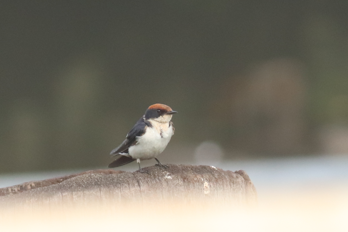 Wire-tailed Swallow - ML620065003