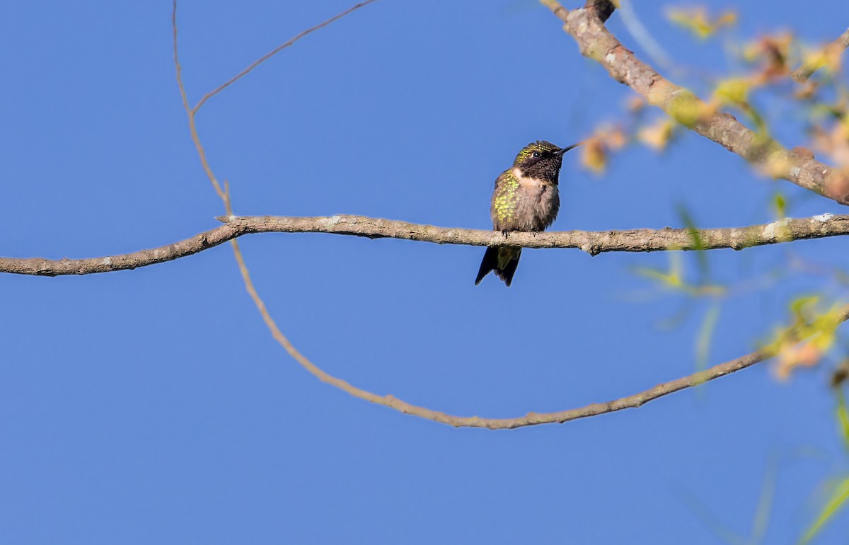 Ruby-throated Hummingbird - ML620065036