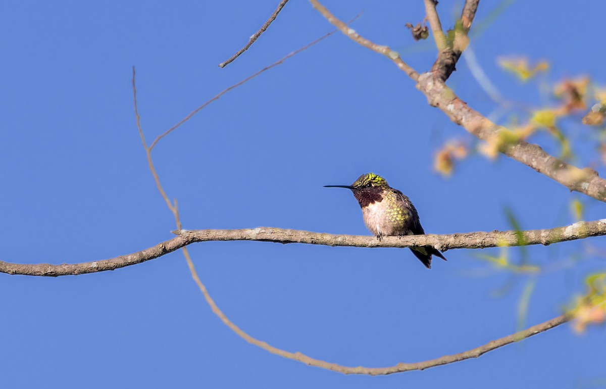 Ruby-throated Hummingbird - ML620065038