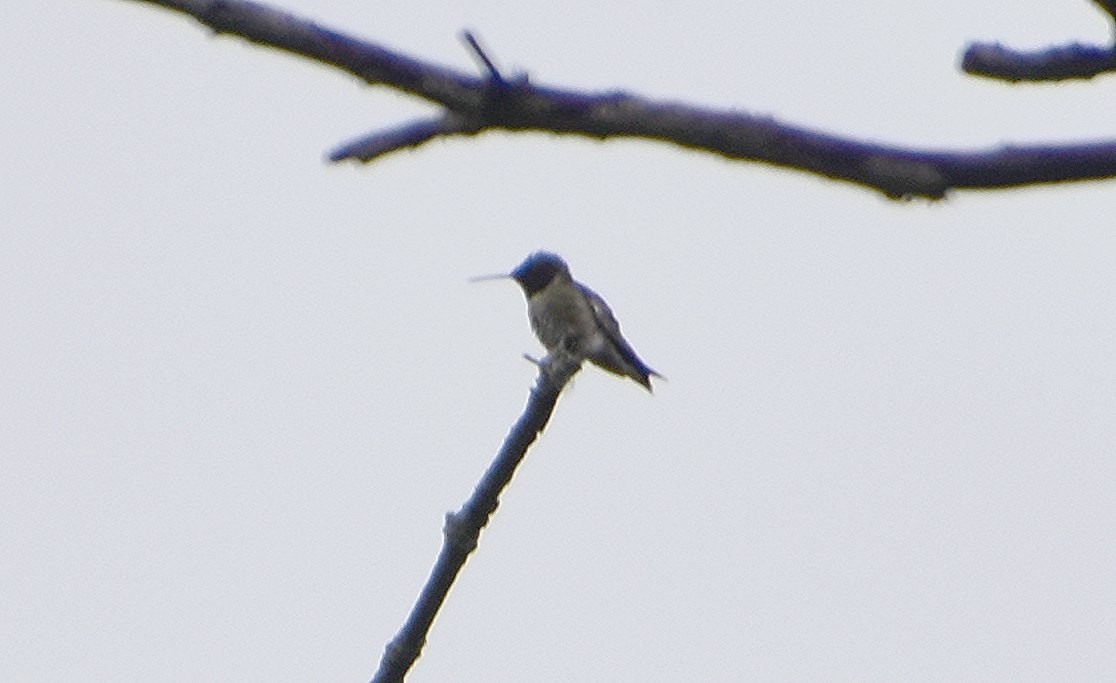 Colibrí Gorjirrubí - ML620065040