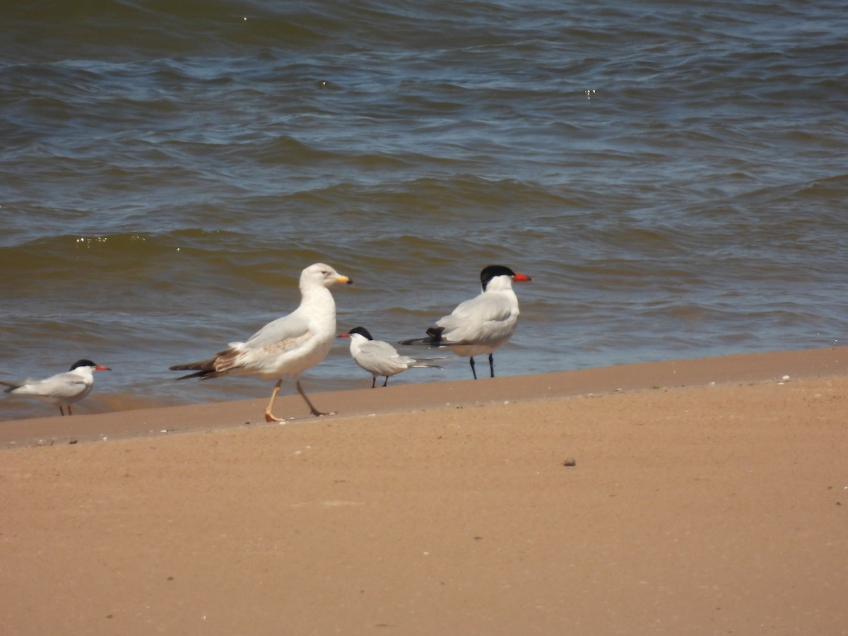 Ring-billed Gull - ML620065043