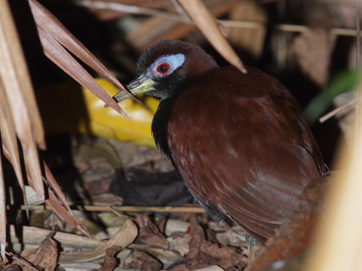 Blue-faced Rail - ML620065044