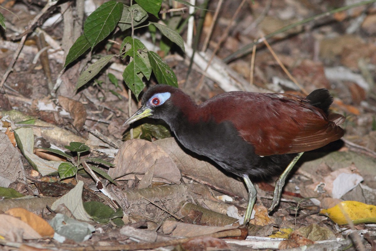 Blue-faced Rail - ML620065045