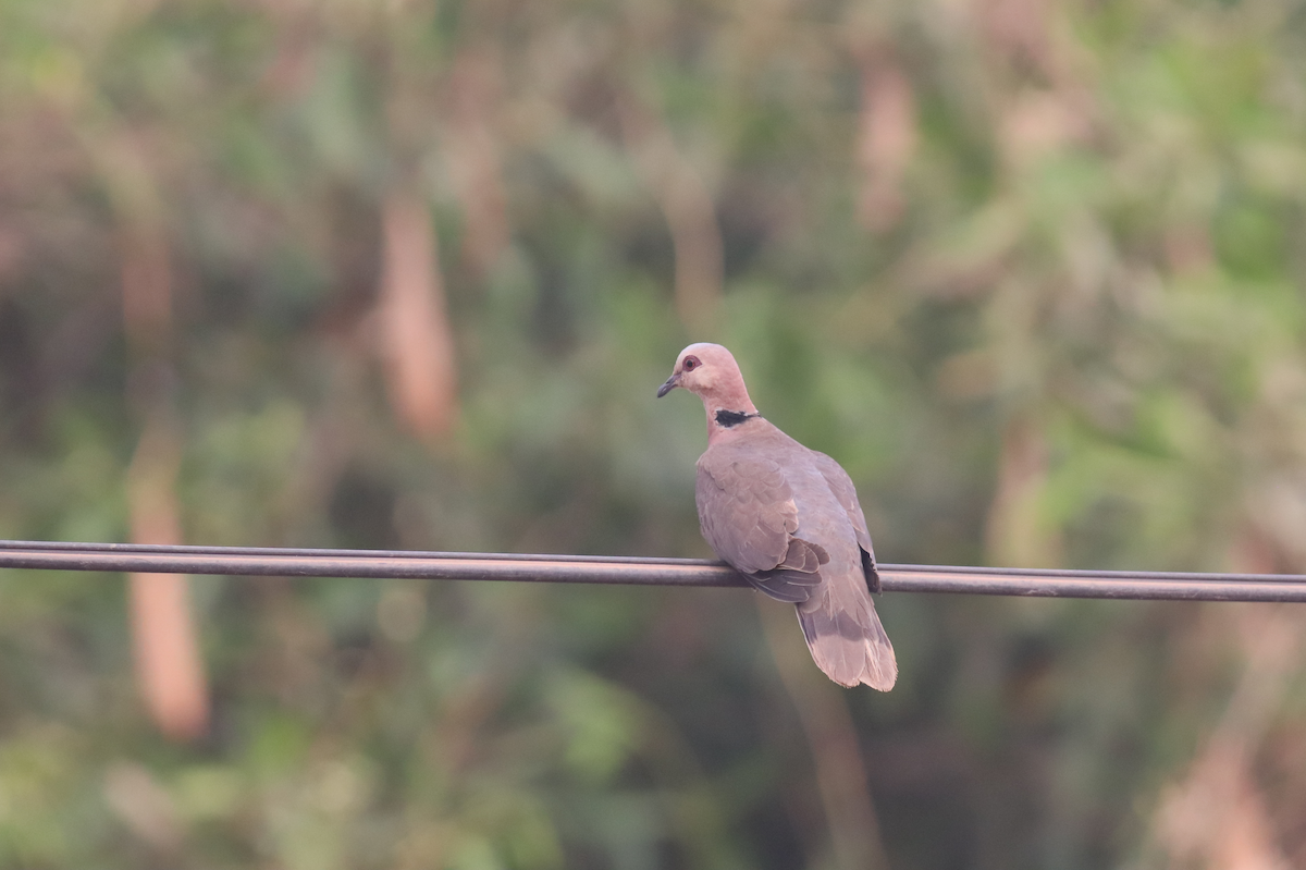 Red-eyed Dove - ML620065052