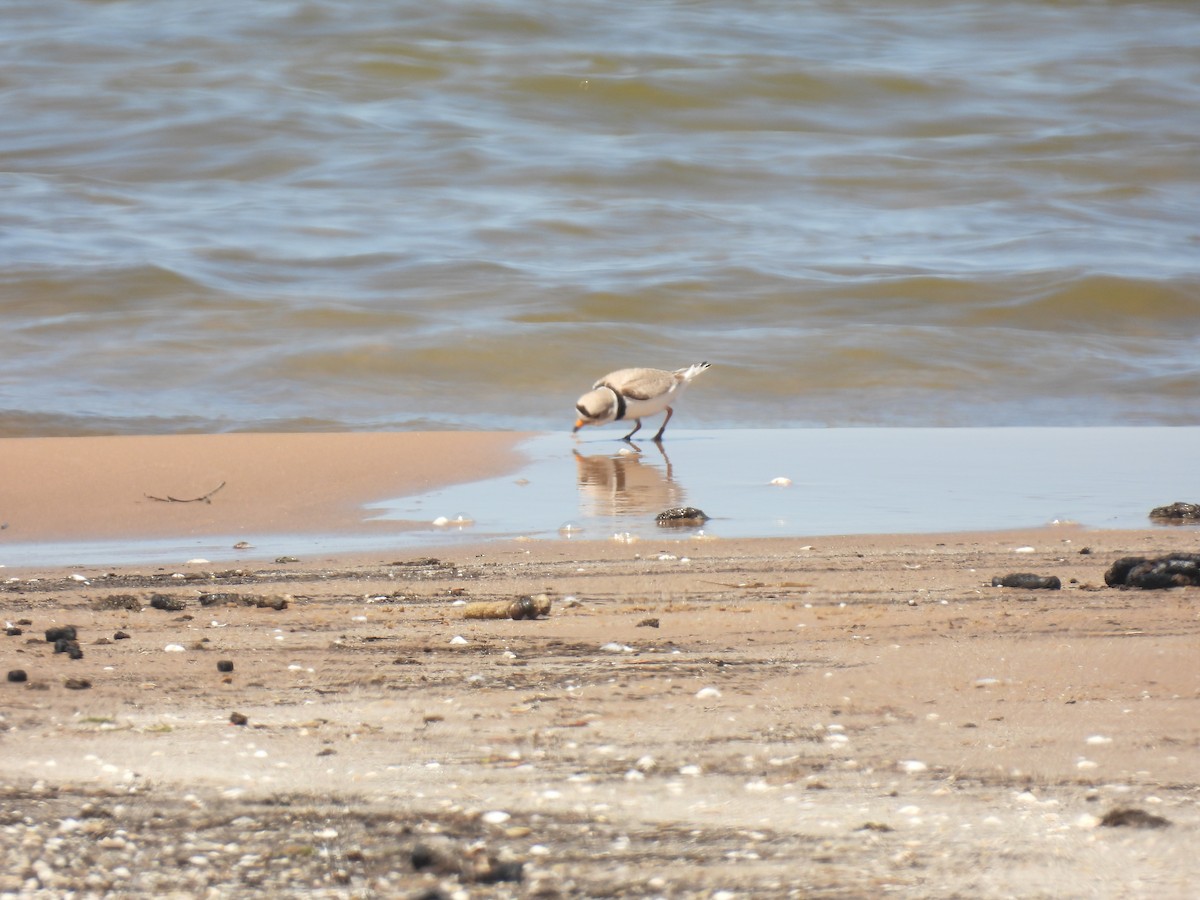 Piping Plover - ML620065064