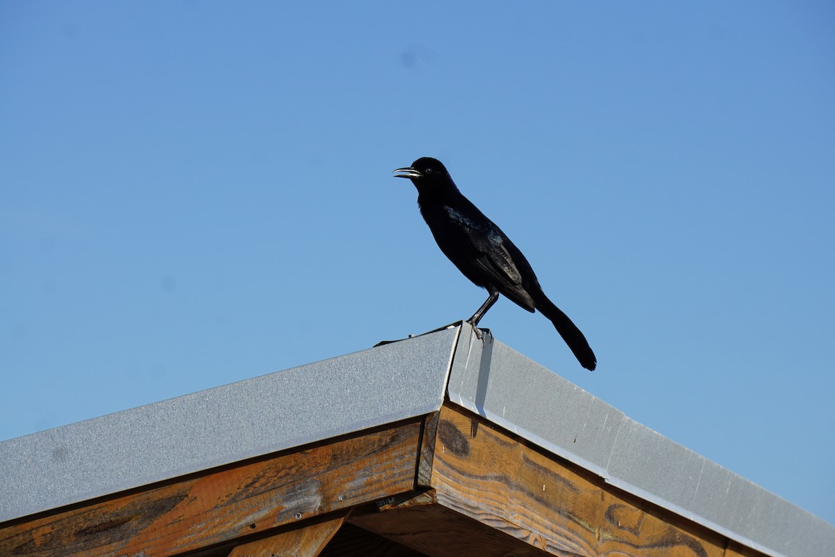 Boat-tailed Grackle - ML620065065