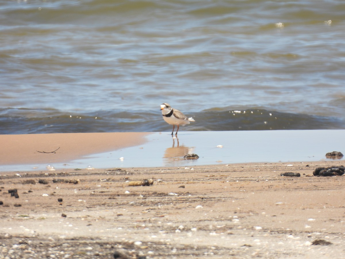 Piping Plover - ML620065066