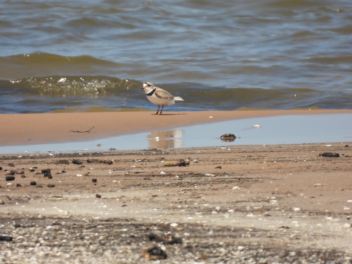 Piping Plover - ML620065068